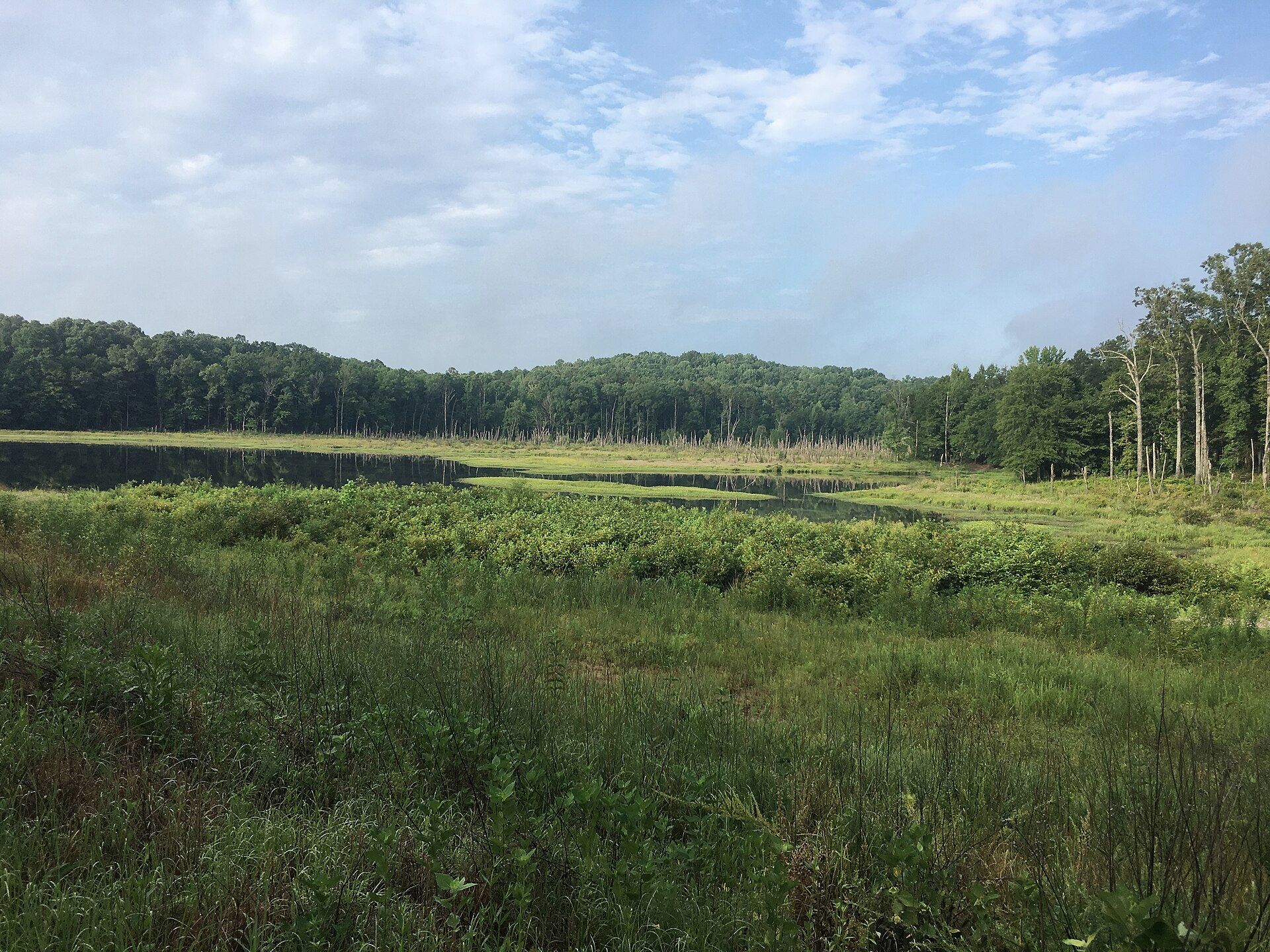 Open bottomland meadow beside a wooded ridge in North Mississippi