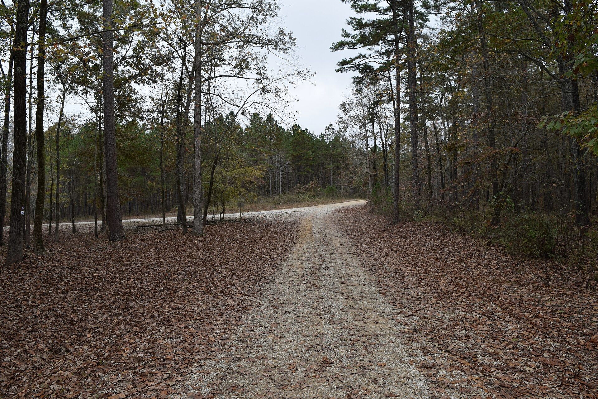 Forest service road in North Mississippi in late autumn